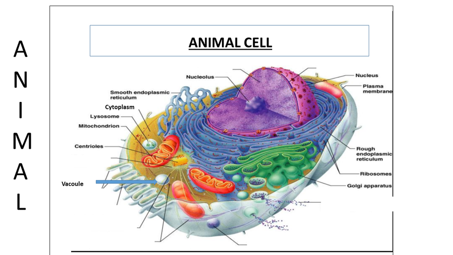 Cell Structure and Function - COACH DONALDSON'S BLOG